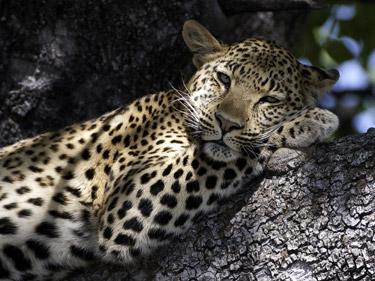 A leopard near Xigera Camp in the Okavango Delta