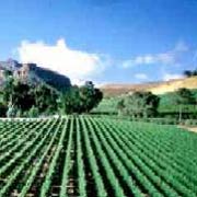 Vineyards of the Western Cape
