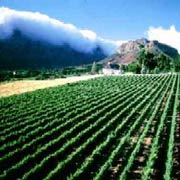 Vineyards in Franschhoek, Western Cape
