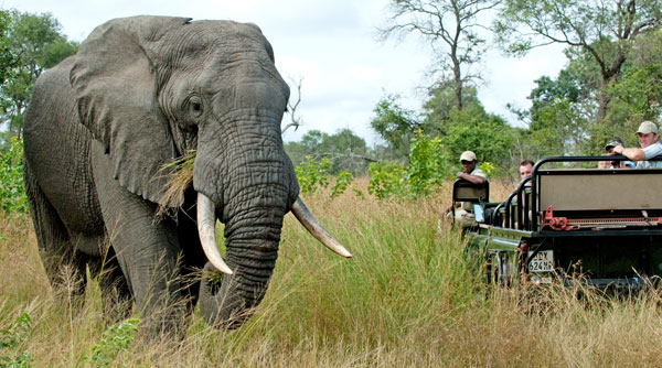Observing and elephant on a game drive