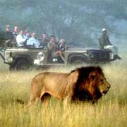 Observing lion on a game drive