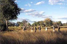 A guided walking safari