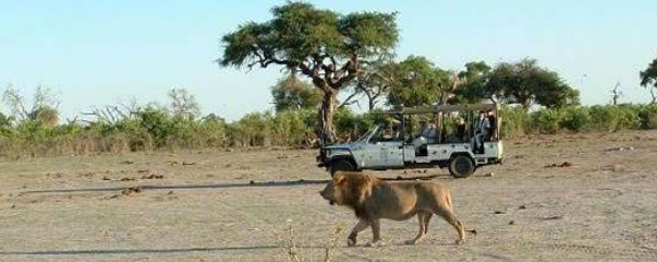 A game drive in the Chobe National Park