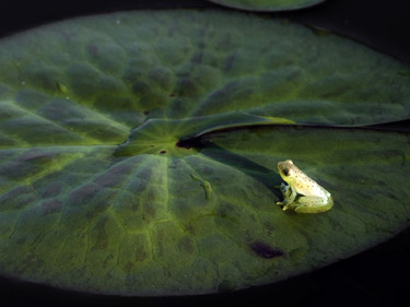 A frog on a Lily Pad