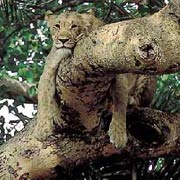 Young lion draped across a branch!