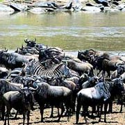 Wildebeest and Zebra