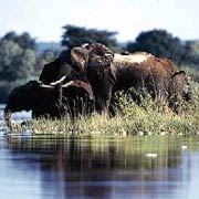 Elephants along the Zambezi River