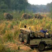 Elephant sighting on a safari drive