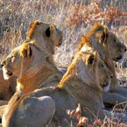 Lions camouflaged by the golden grass