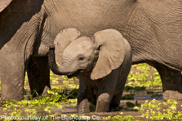 Baby elephant in the mud - photo courtesy of The Bushcamp Co.