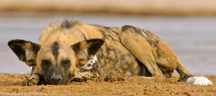 Hyena - photo courtesy of The Bushcamp Co.
