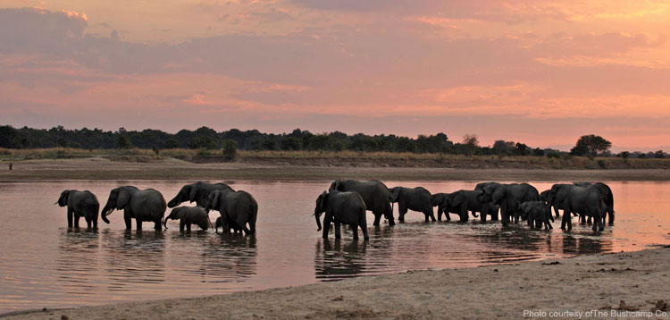 Elephants crossing the Luangwa River - photo courtesy of The Bushcamp Co.