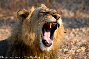 Lion - photo courtesy of The Bushcamp Co.