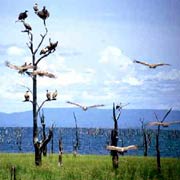 Abundant birdlife along the Zambezi River