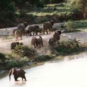 Elephants crossing the Mkuze River