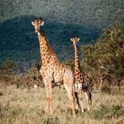 Giraffe in the Mkuze Falls Game Reserve