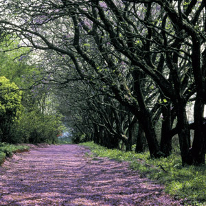 Cybele Forest Lodge