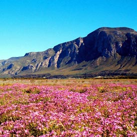 A magnificent display of fynbos