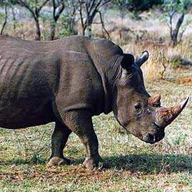 White rhino in the northern KwaZulu-Natal Game Reserve of Ndumo