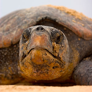 A turtle at Thonga Beach Lodge