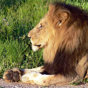 Lion Lion