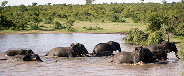 Elephants crossing the river