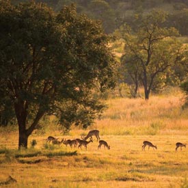 Welgevonden Private Game Reserve