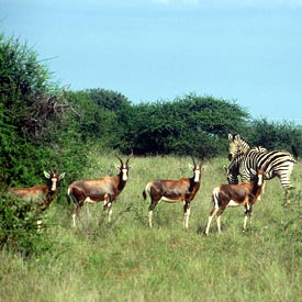 Enjoy game drives in Mapungubwe National Park