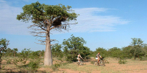 Cycling in the Mapesu Private Nature Reserve at Mopane Bush Lodge