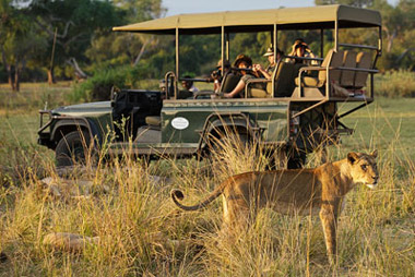 Lion sighting on a safari drive