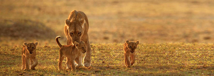 Lioness and her cubs