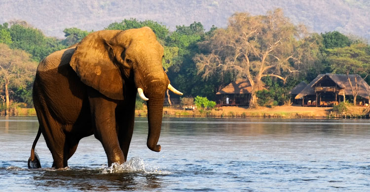 Elephant crossing the Zambezi in front of Chiawa Camp