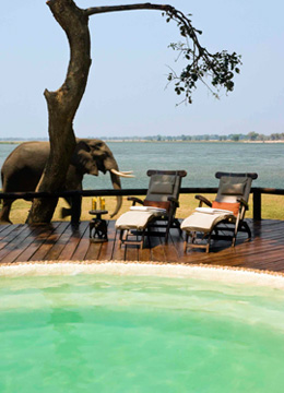 An elephant strolls past the plunge pool overlooking the Zambezi River