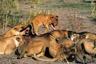 Lion kill