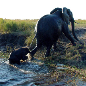 Chobe Safari Lodge