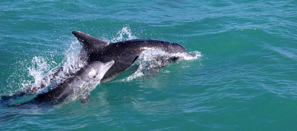 Dolphins frolicking in Walker Bay