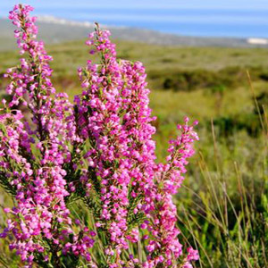 Beautiful fynbos in the Grootbos Private Nature Reserve