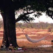 Bush picnic under the trees