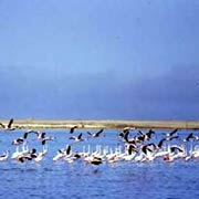 Flamingoes on the water