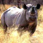 Black rhino in the Madikwe Game Reserve