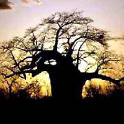 Baobab silhouetted against a twilight sky