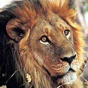 Magnificent male lion