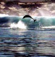 Dolphins along the Eastern Cape shoreline