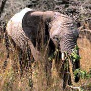 Elephant in the Sabi Sand Game Reserve