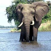 Elephant in the Zambezi River