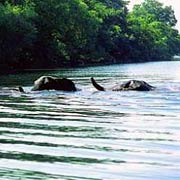 Elephants in the Zambezi River