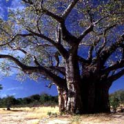 Baobab tree