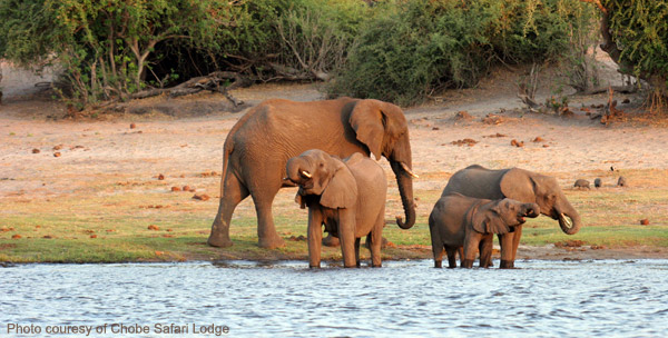 Elephants in the Chobe National Park
