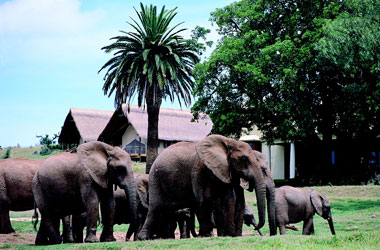 Elephants in front of Gorah