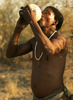 Bushman drinking from an ostrich egg